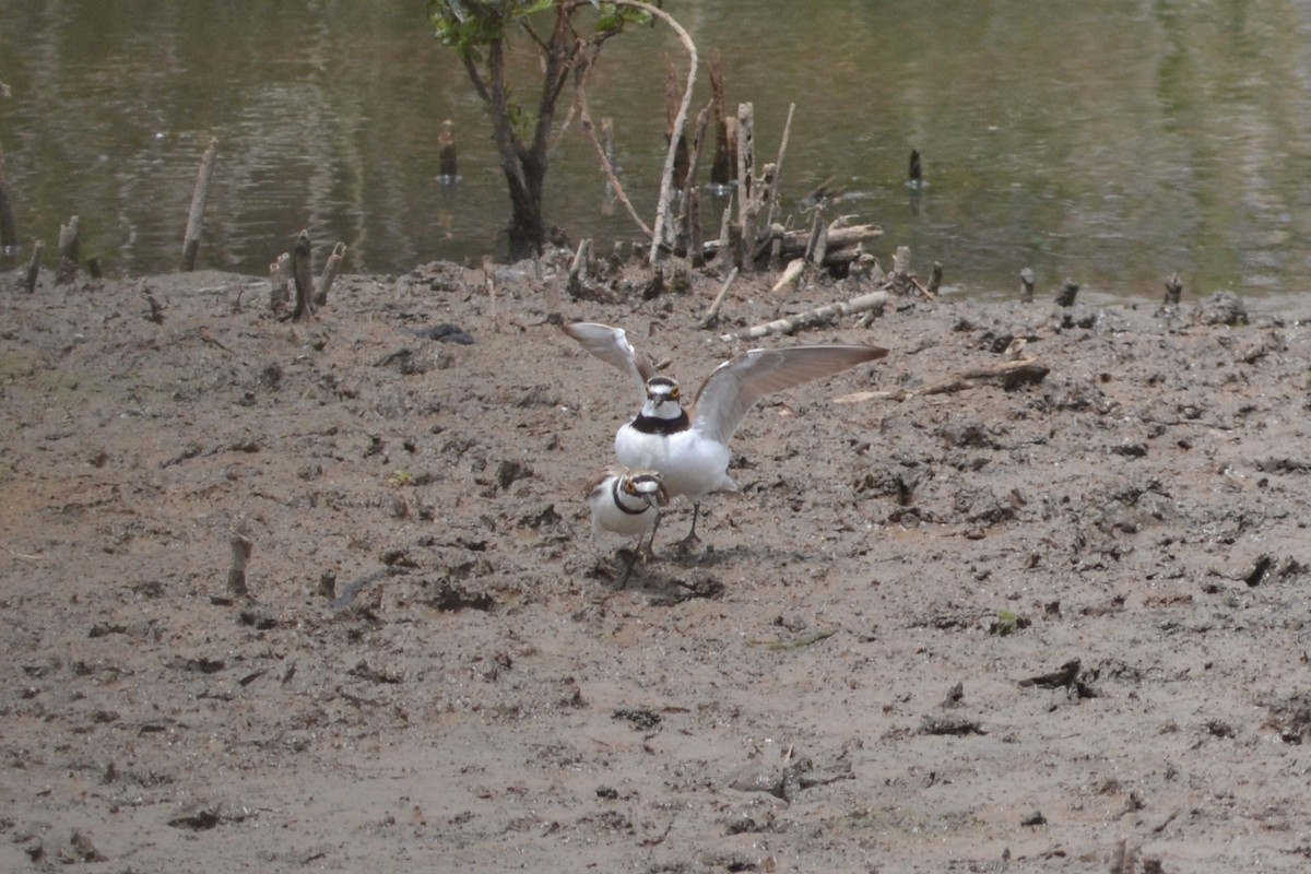 Little Ringed Plover - ML578362291