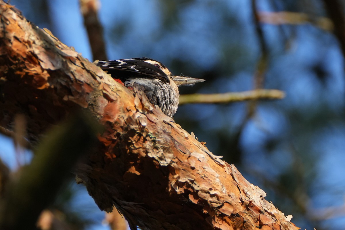 Great Spotted Woodpecker - ML578362331