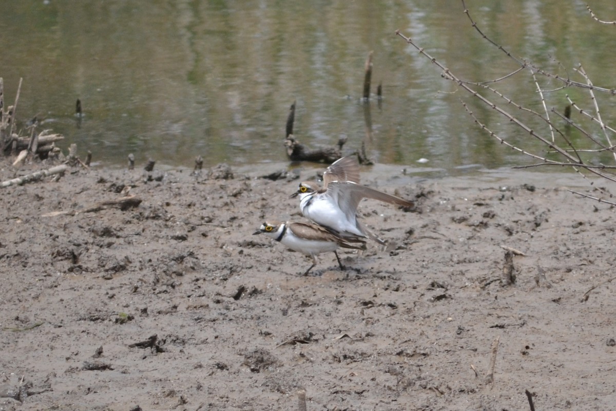 Little Ringed Plover - ML578362361