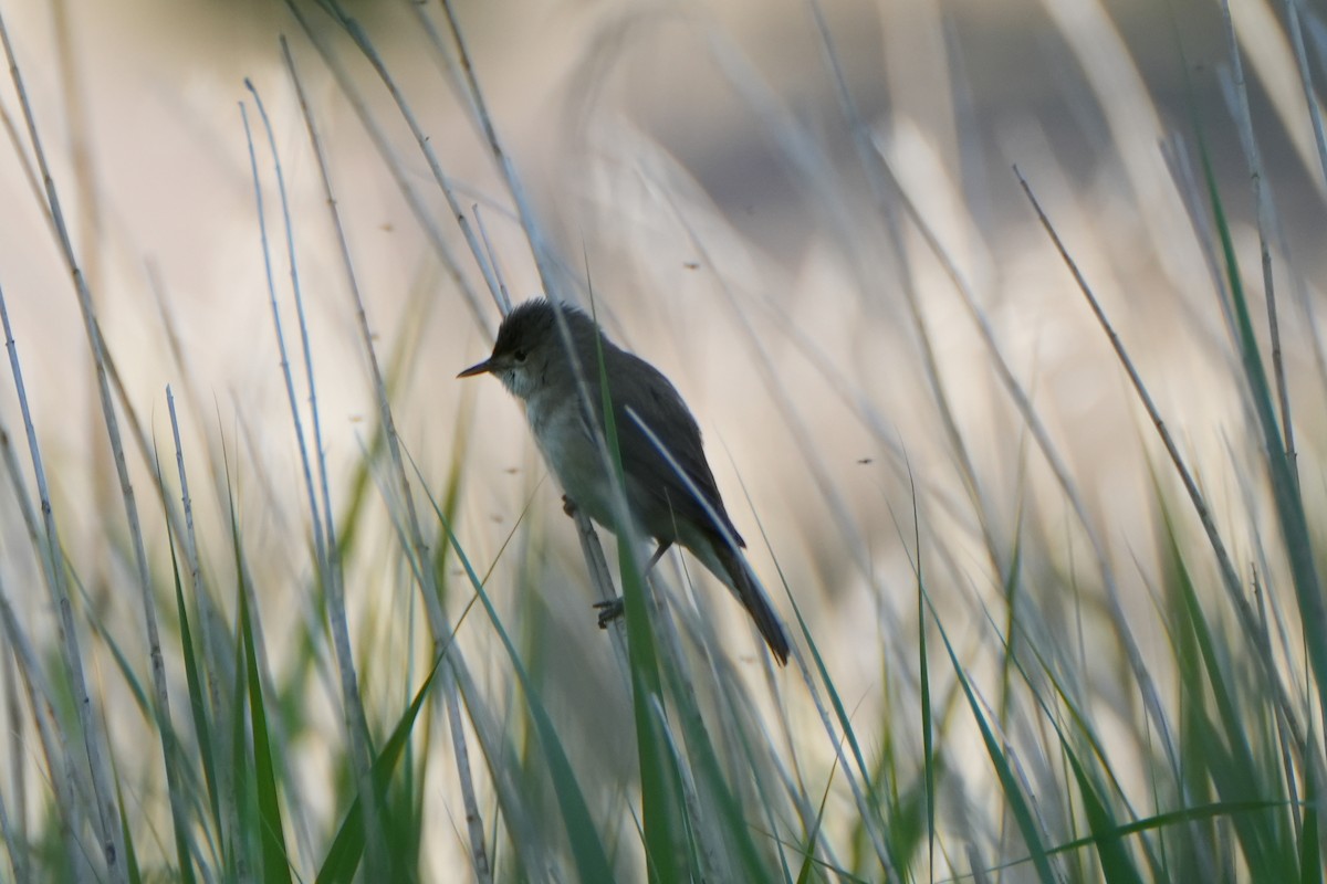 Common Reed Warbler - ML578362411