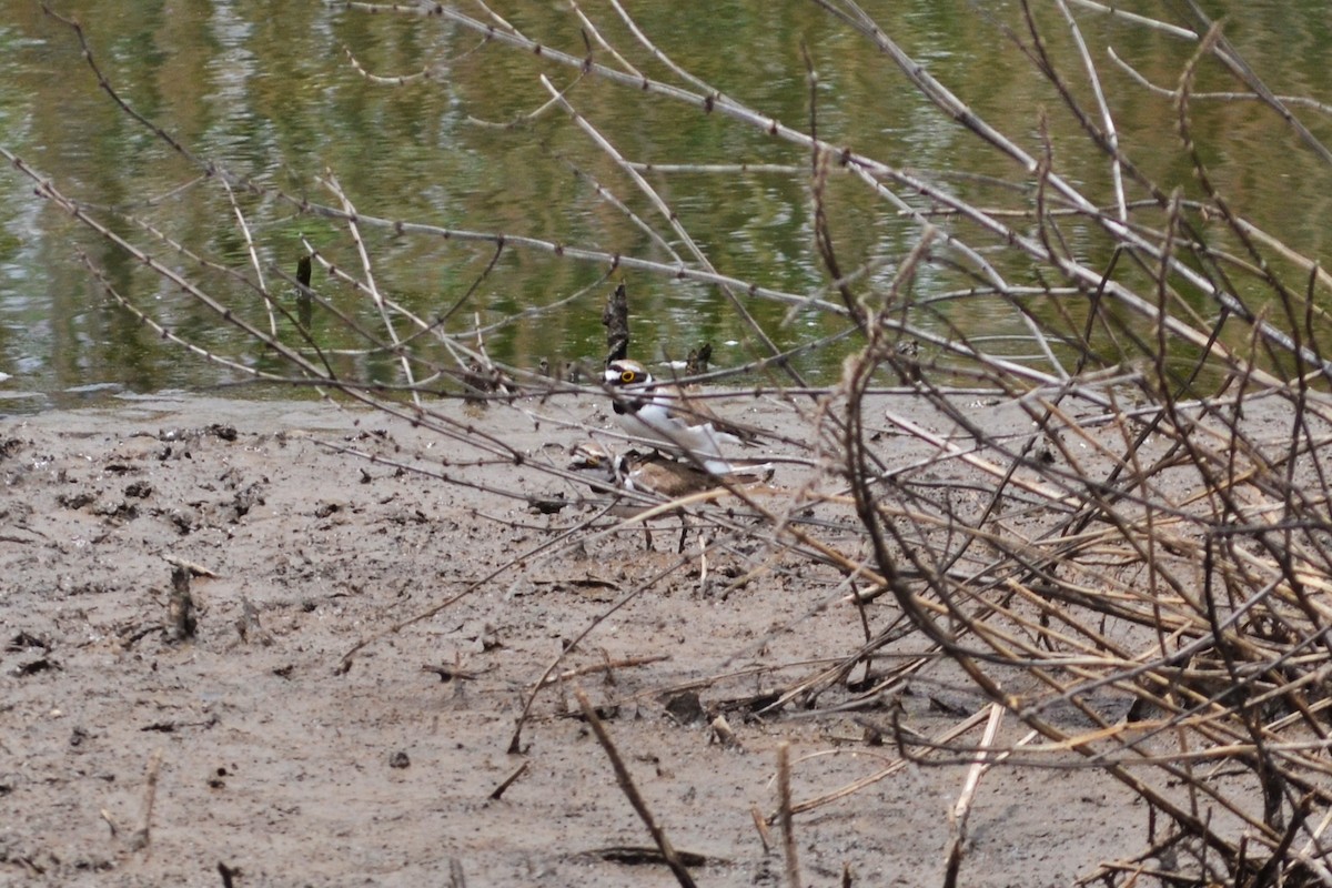 Little Ringed Plover - ML578362541