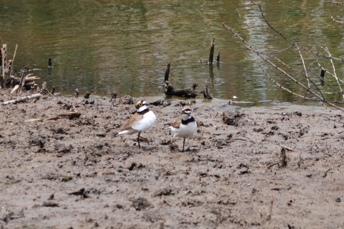 Little Ringed Plover - ML578362581