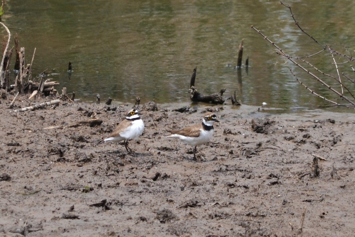 Little Ringed Plover - ML578362691