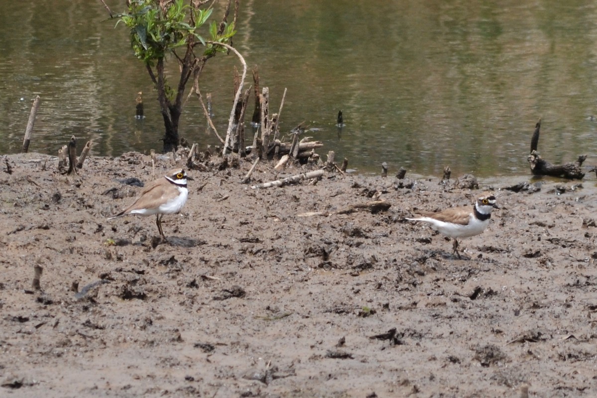 Little Ringed Plover - ML578362941