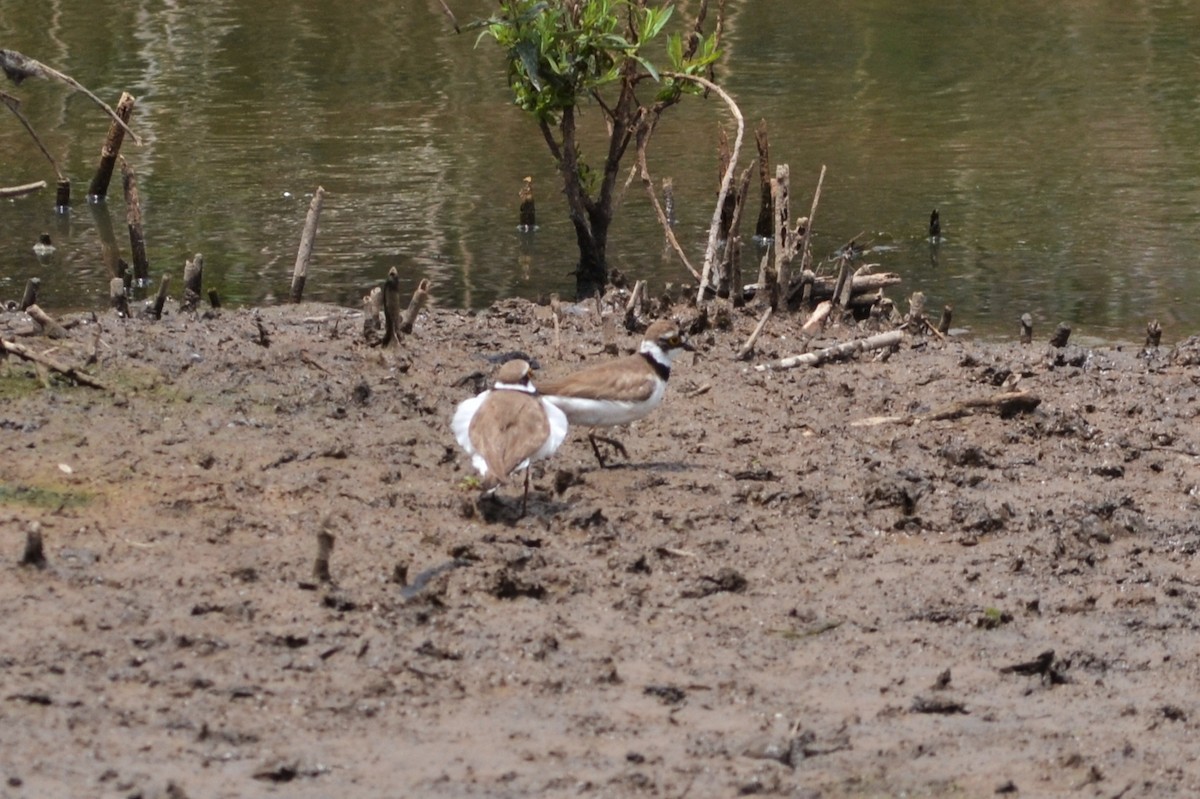 Little Ringed Plover - ML578363041