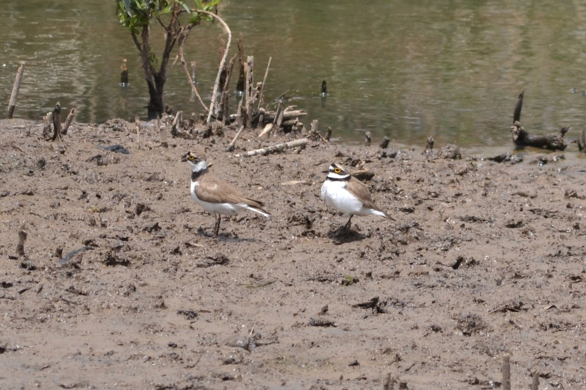 Little Ringed Plover - ML578363241