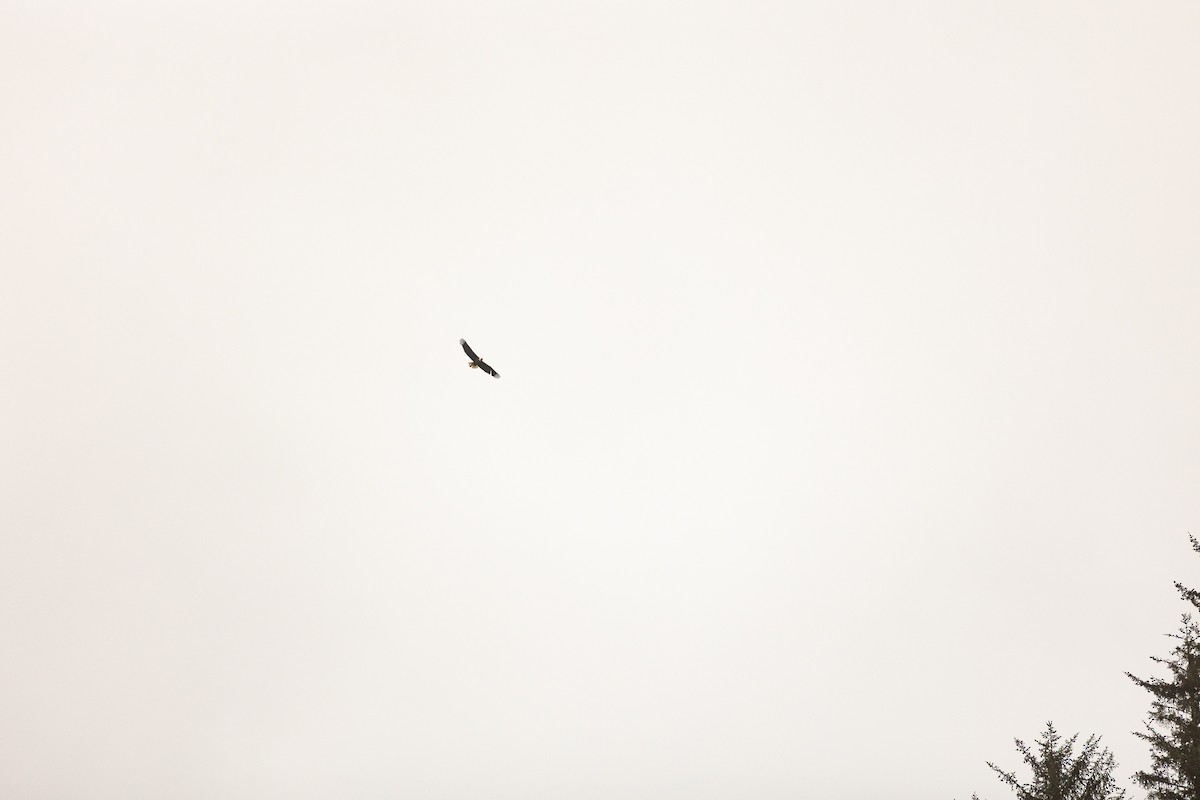 Белоголовый орлан - ML578363671