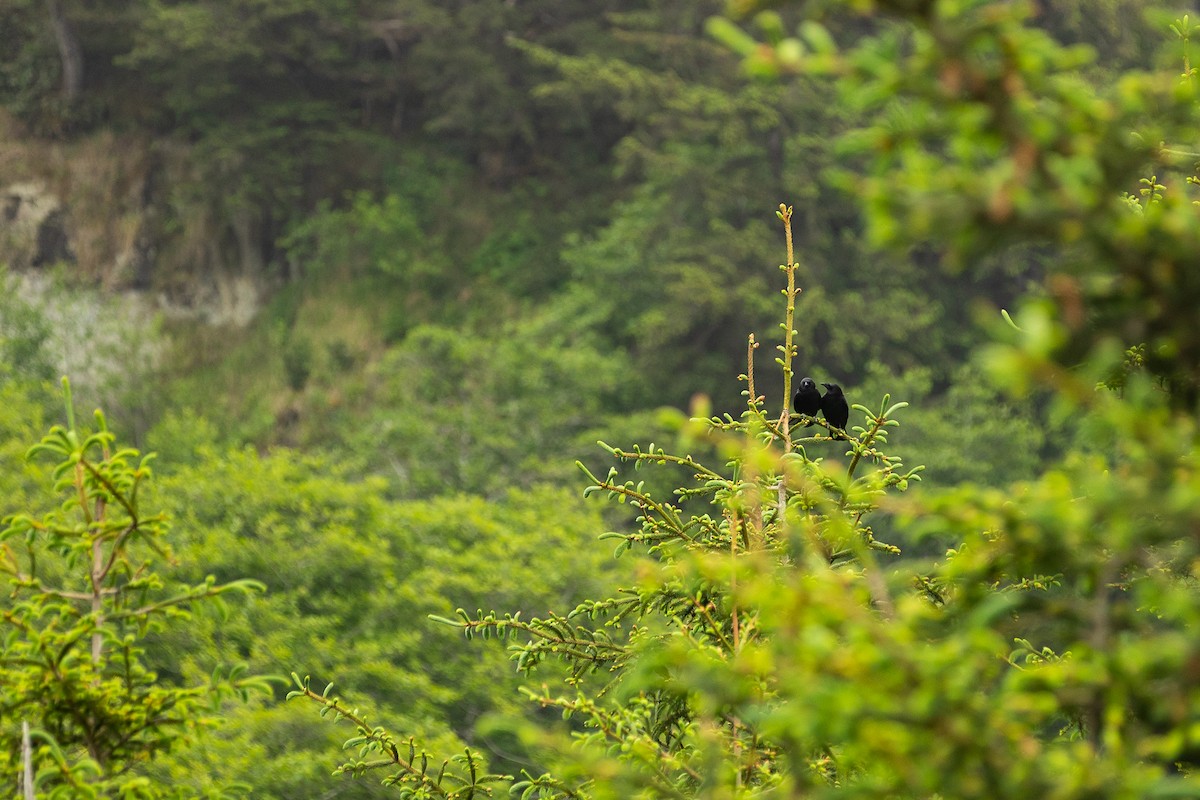 American Crow - ML578363761