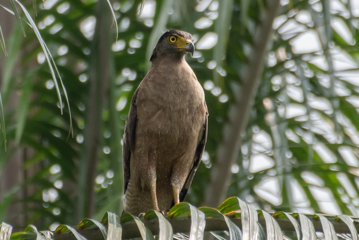 Crested Serpent-Eagle - ML578364251