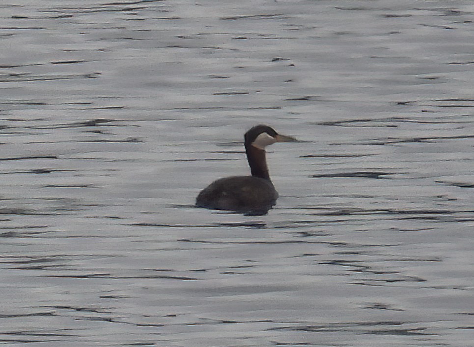 Red-necked Grebe - ML578364301