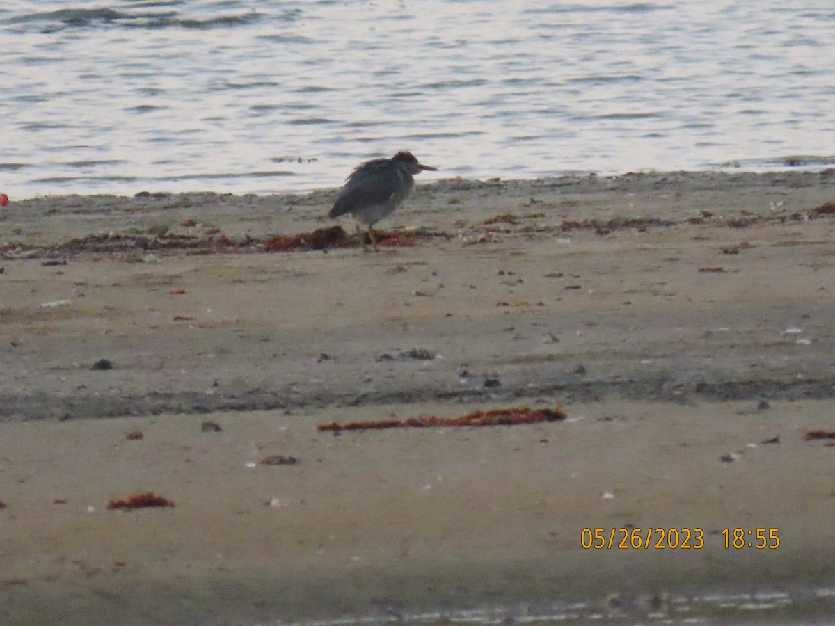 Striated Heron - ML578365371