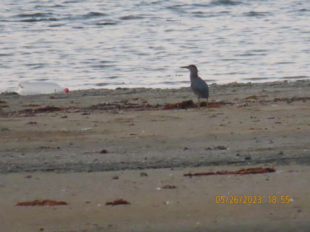 Striated Heron - ML578365381