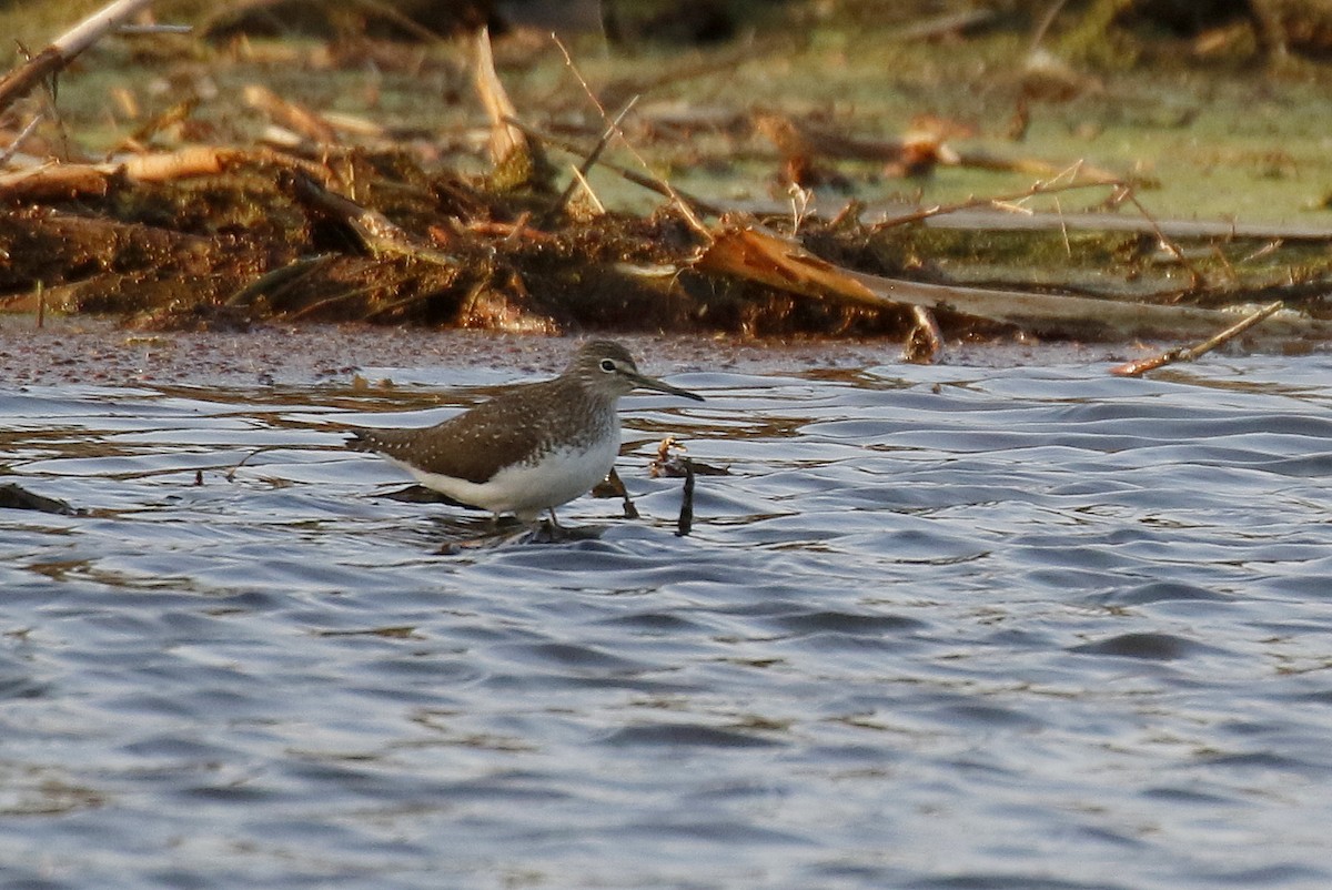 Green Sandpiper - Chris Kehoe