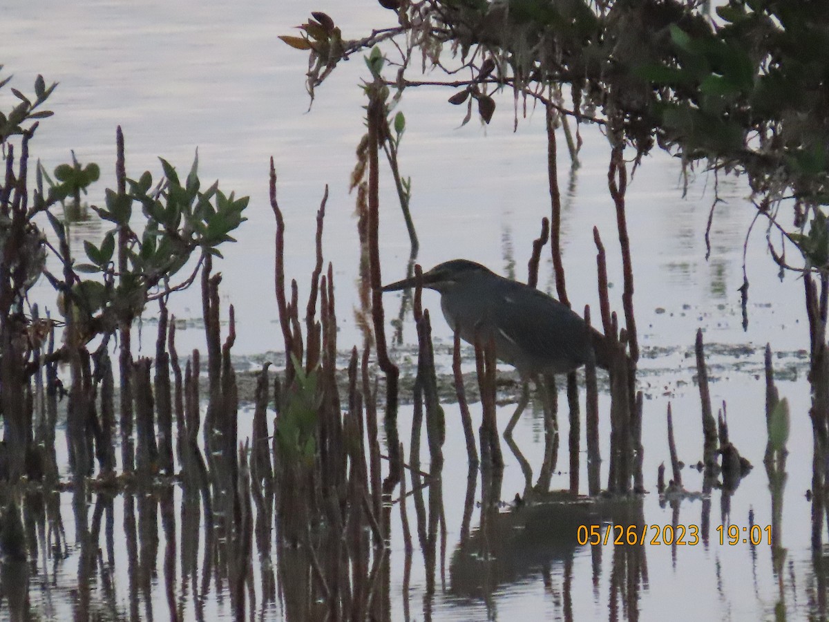 Striated Heron - ML578366261