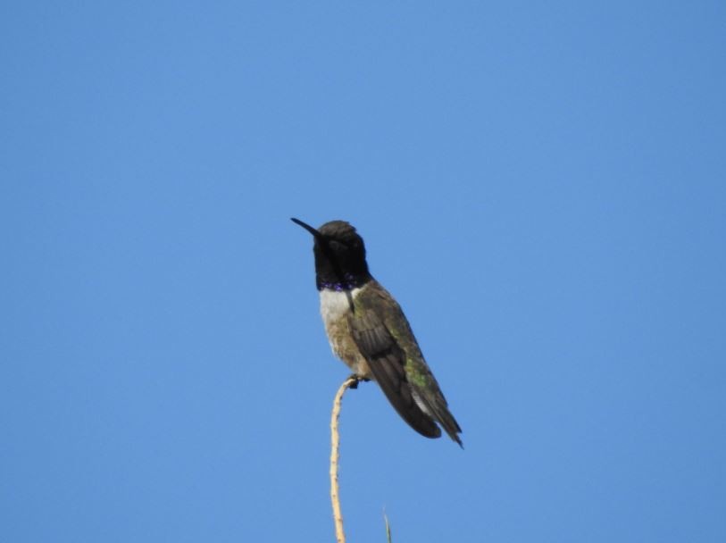 Colibrí Gorjinegro - ML57836641