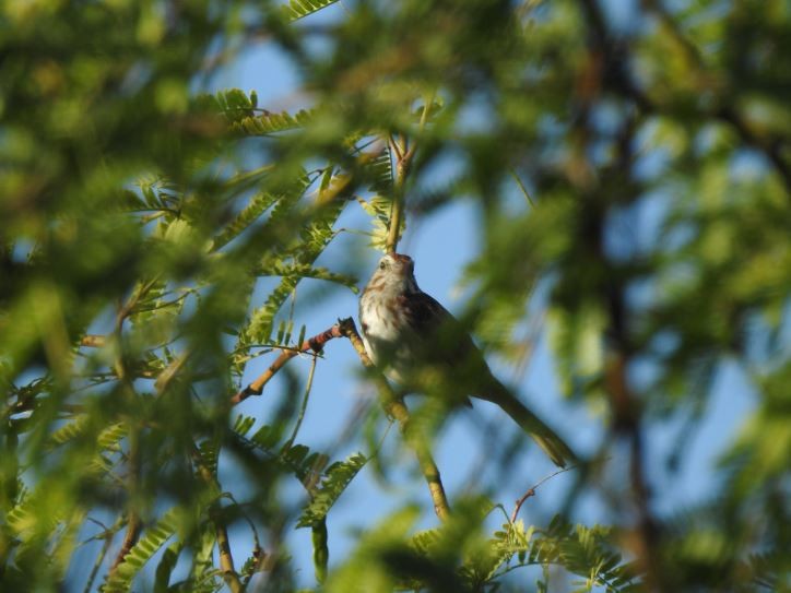 Song Sparrow - ML57836661