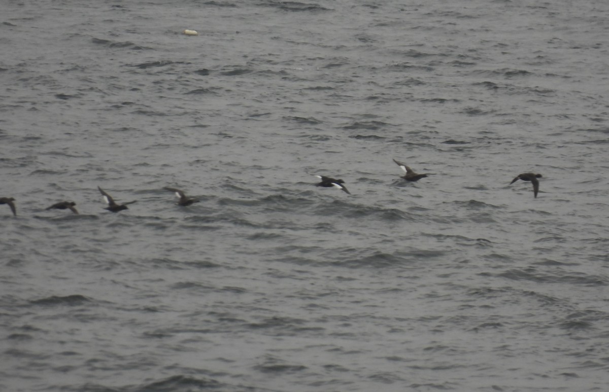 White-winged Scoter - John McKay