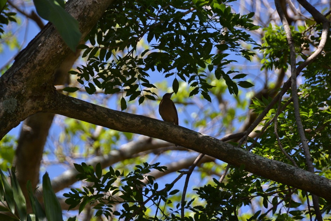 Clay-colored Thrush - ML578367221
