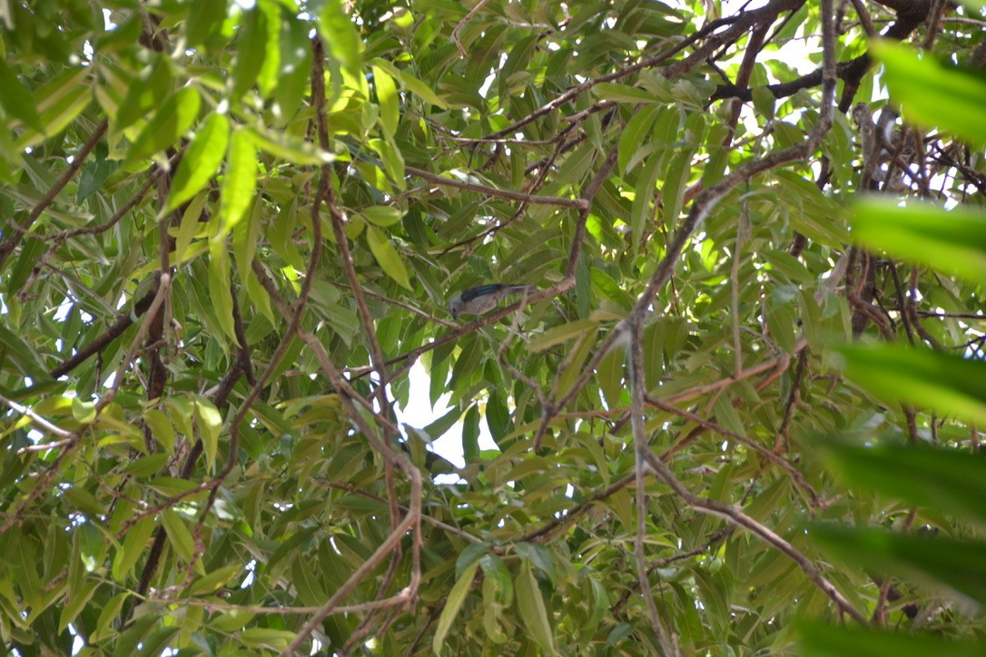 Blue-gray Tanager - ML578367481