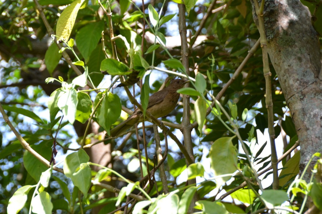 Clay-colored Thrush - ML578367501