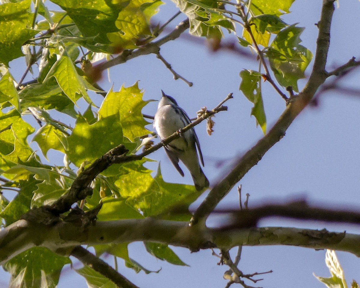 Cerulean Warbler - ML578367811