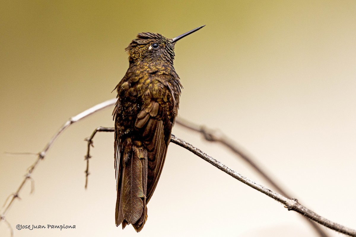 kolibřík mourovatý - ML578368131