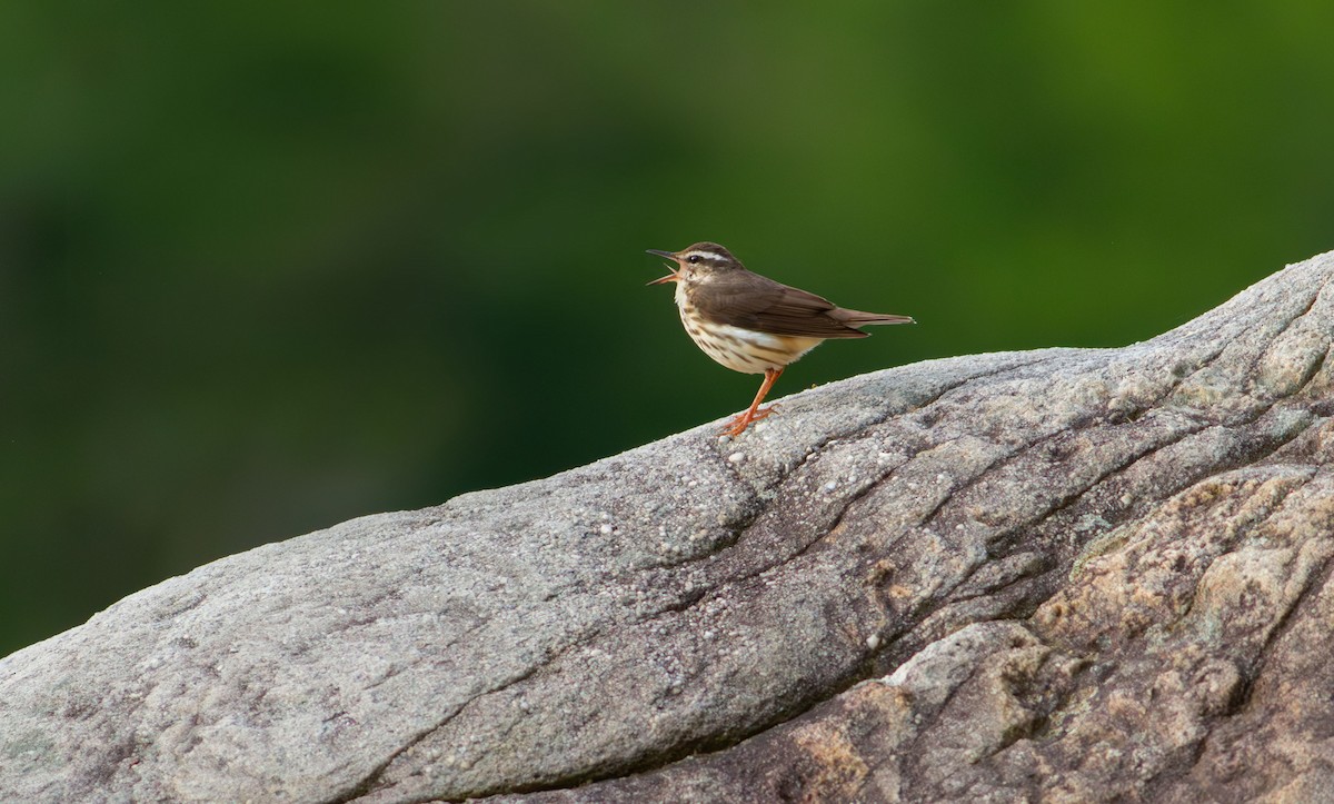 Louisiana Waterthrush - Carl Thomson