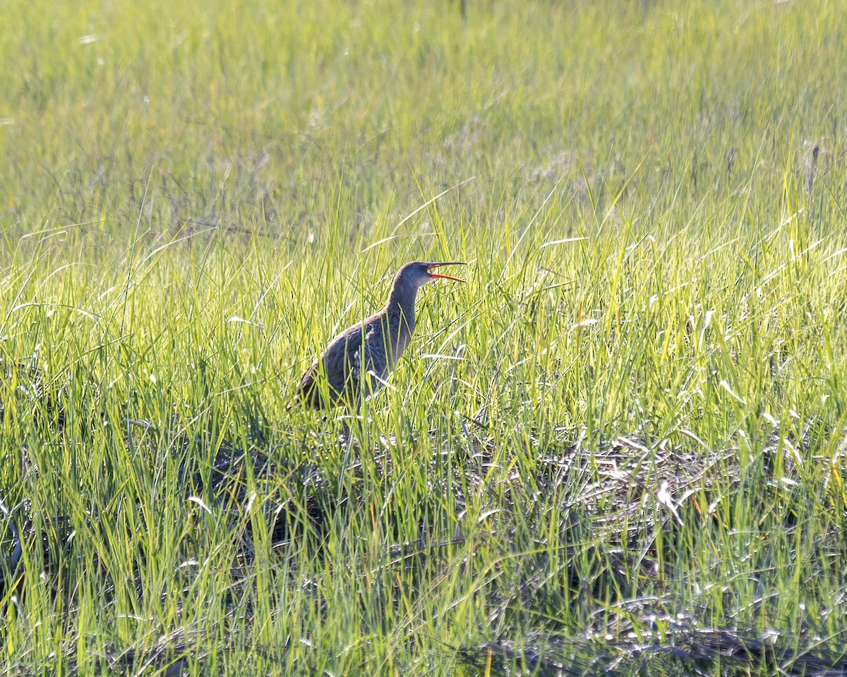 Clapper Rail (Atlantic Coast) - ML578369981