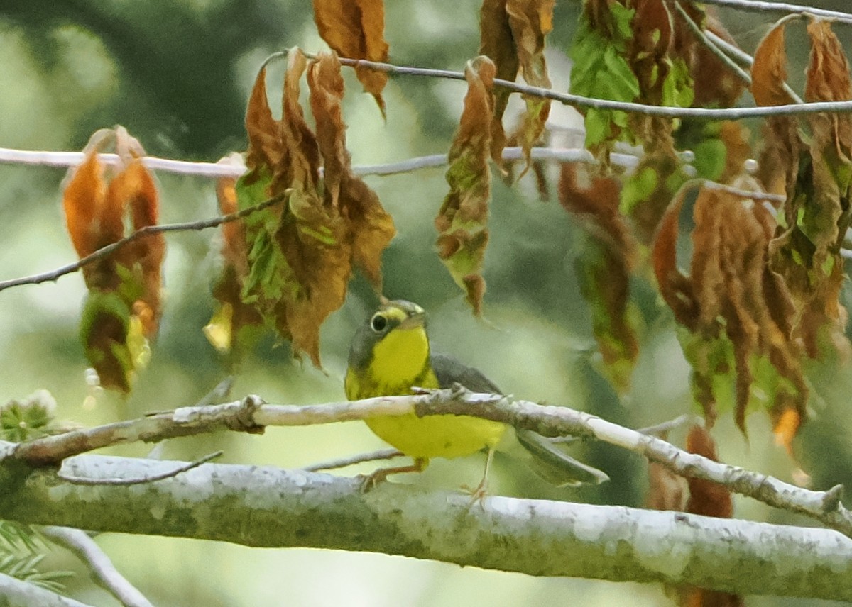 Paruline du Canada - ML578370161