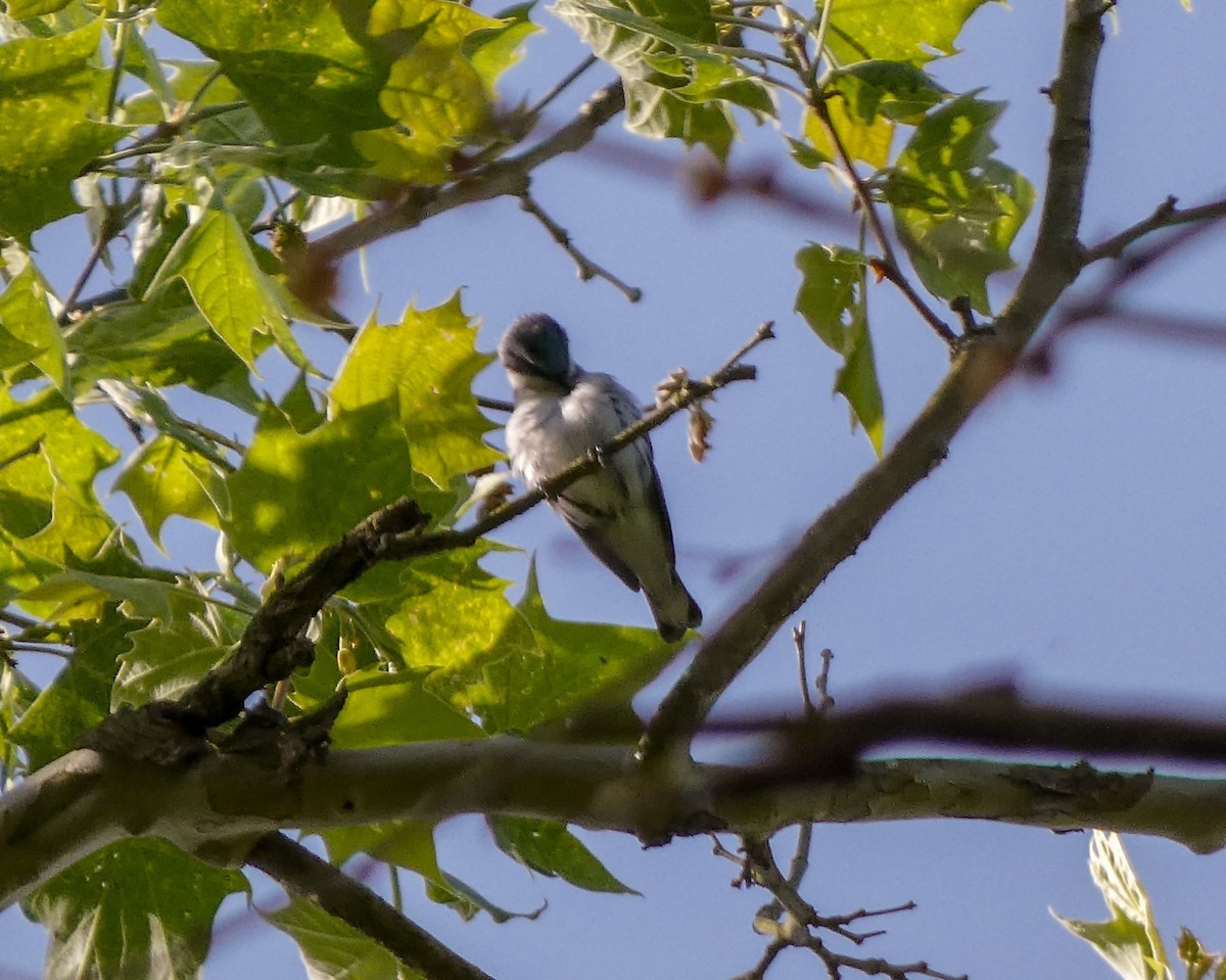 Cerulean Warbler - ML578370421