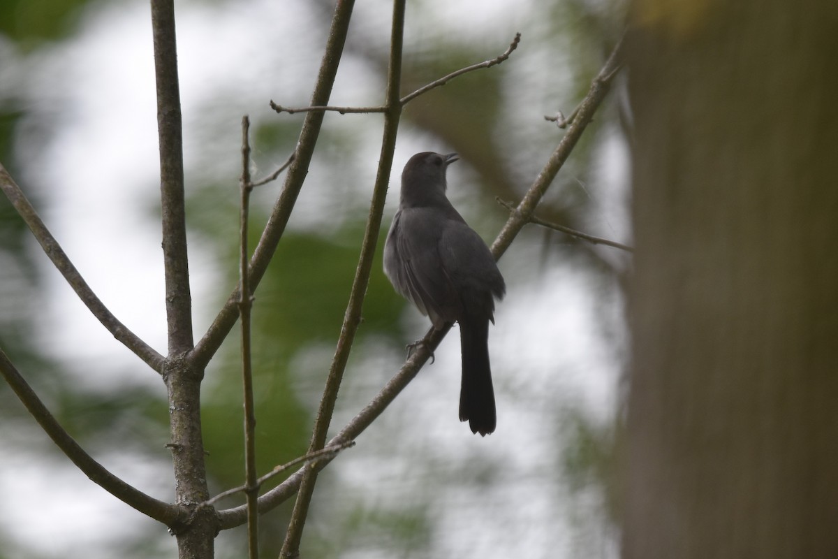 Gray Catbird - ML578371151