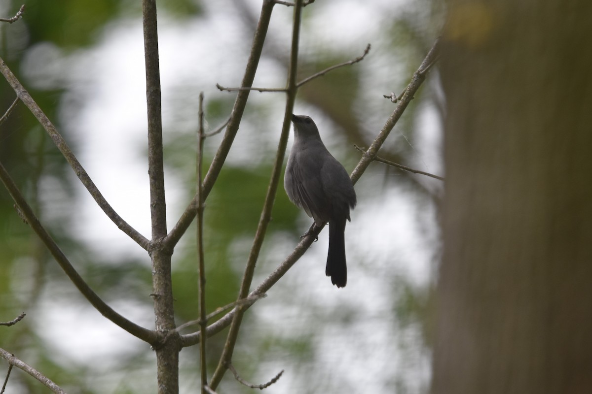 Pájaro Gato Gris - ML578371171