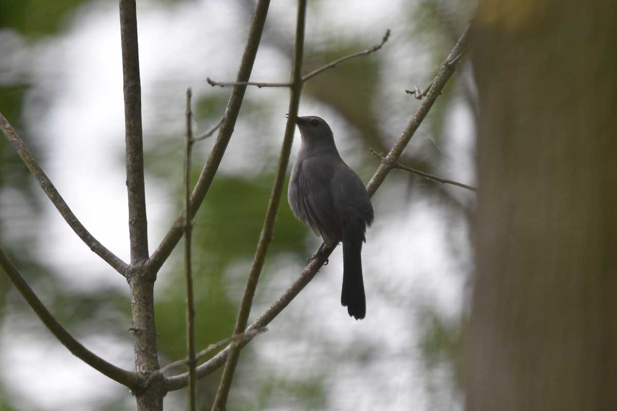 Gray Catbird - Robert G. Buckert