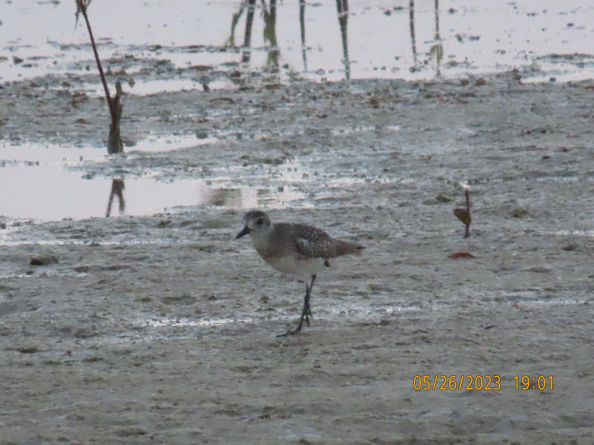 Black-bellied Plover - ML578371601