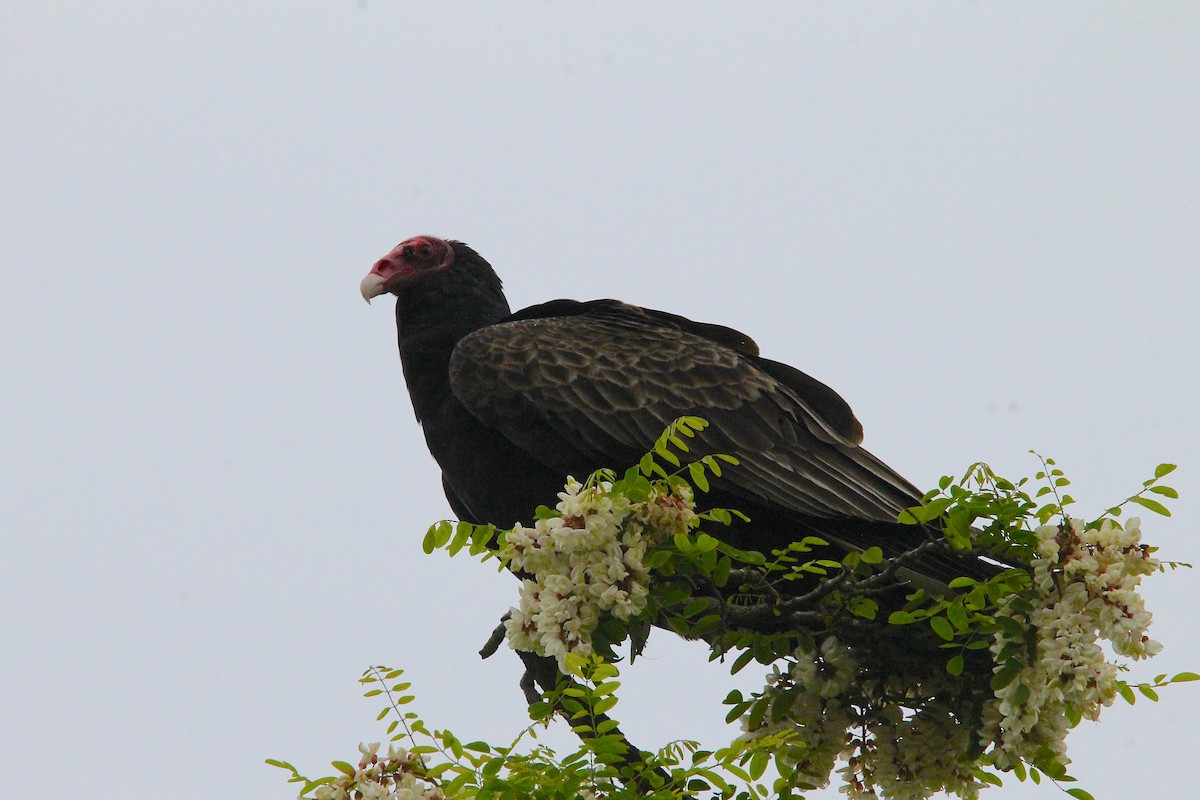 Turkey Vulture - ML578371831