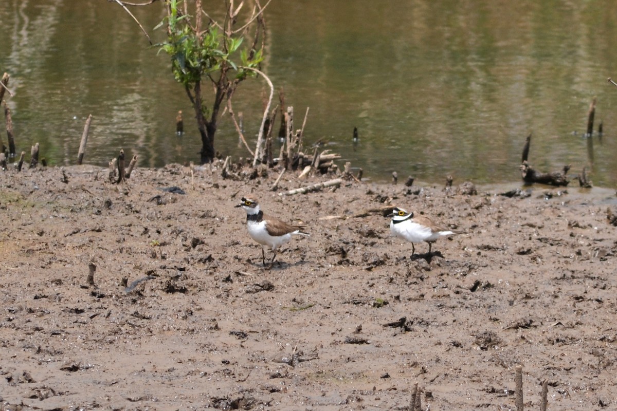 Little Ringed Plover - Paulo  Roncon