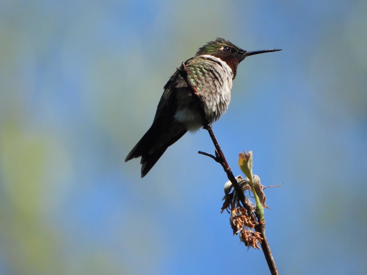 Ruby-throated Hummingbird - ML578372601