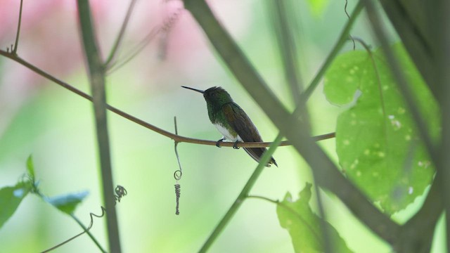 Snowy-bellied Hummingbird - ML578372891