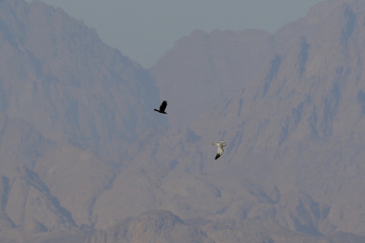 Montagu's Harrier - ML578374111