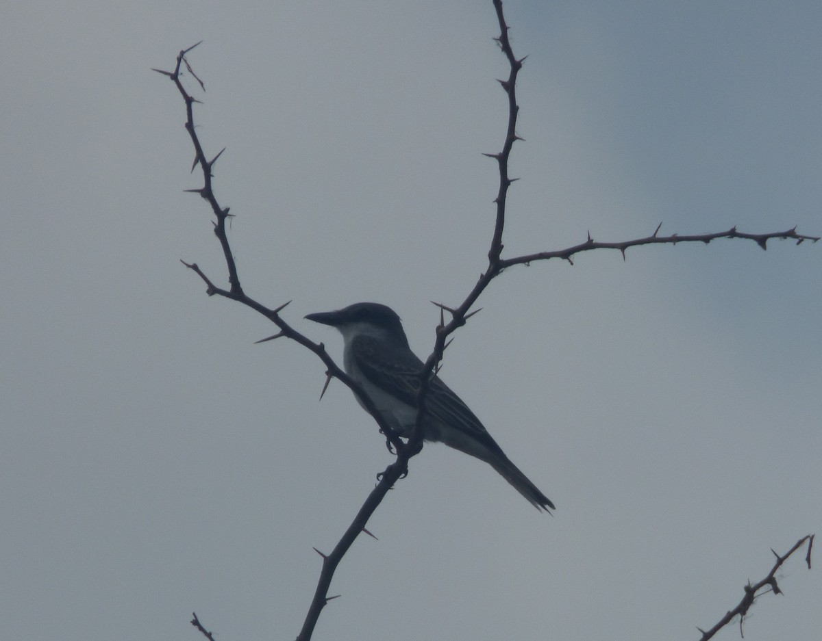 Eastern Kingbird - ML578375571