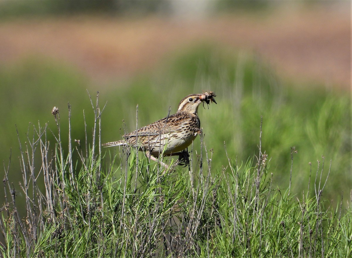 Western Meadowlark - ML578375841