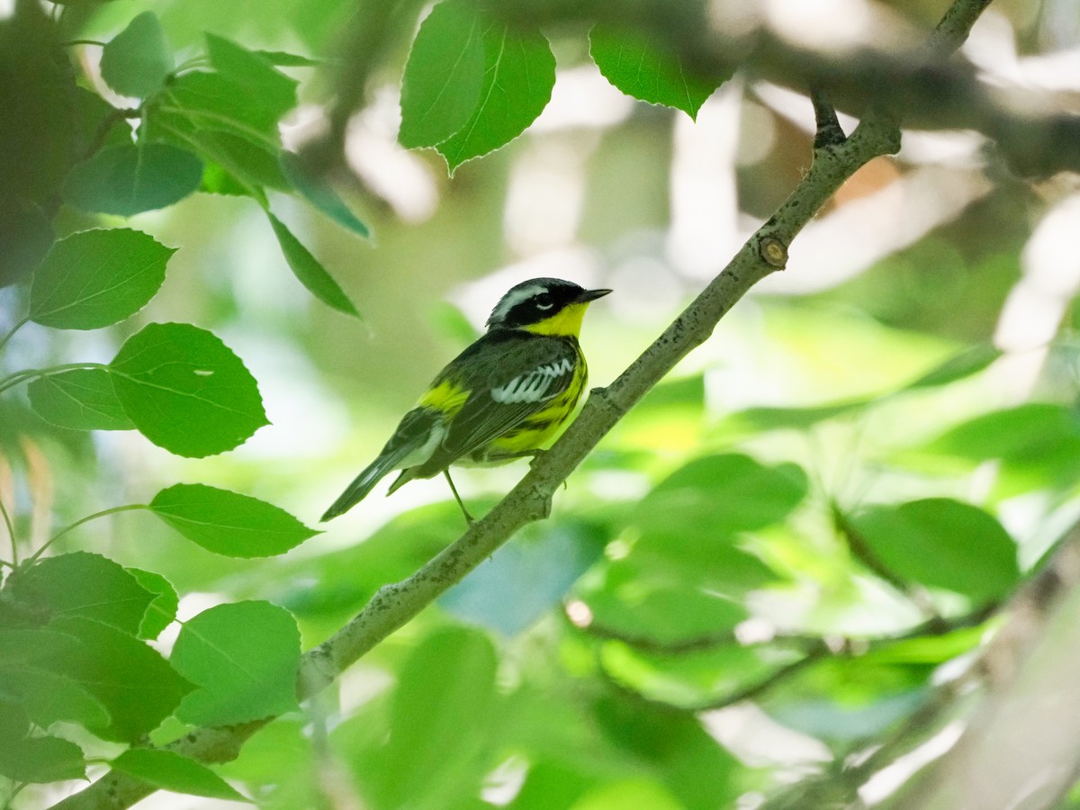 Magnolia Warbler - ML578376271