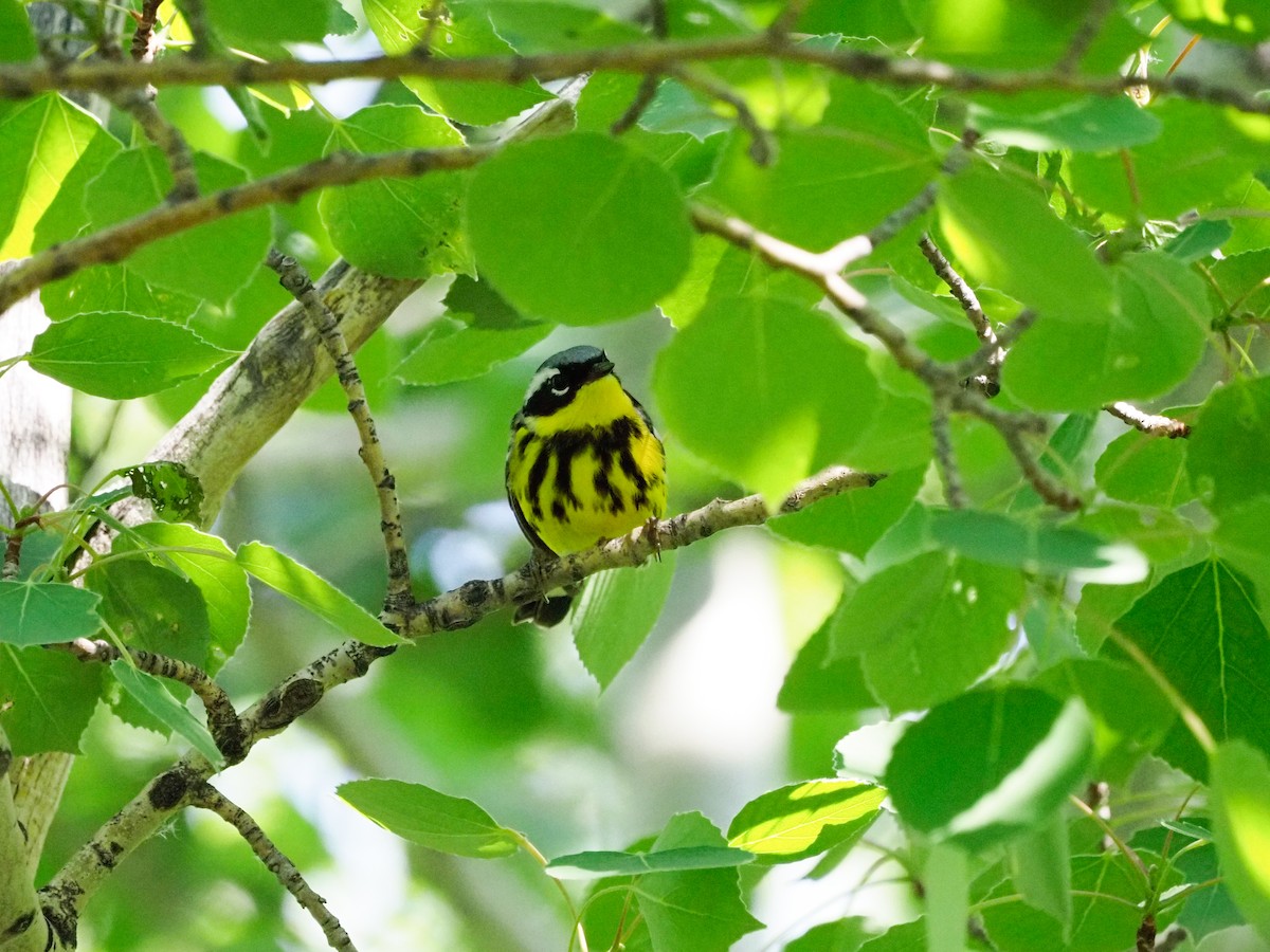 Magnolia Warbler - ML578376281