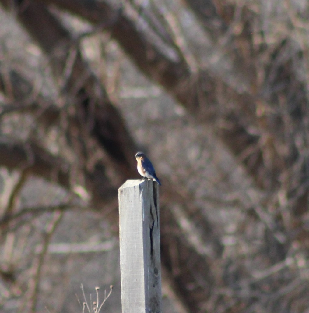 Eastern Bluebird - ML578376561