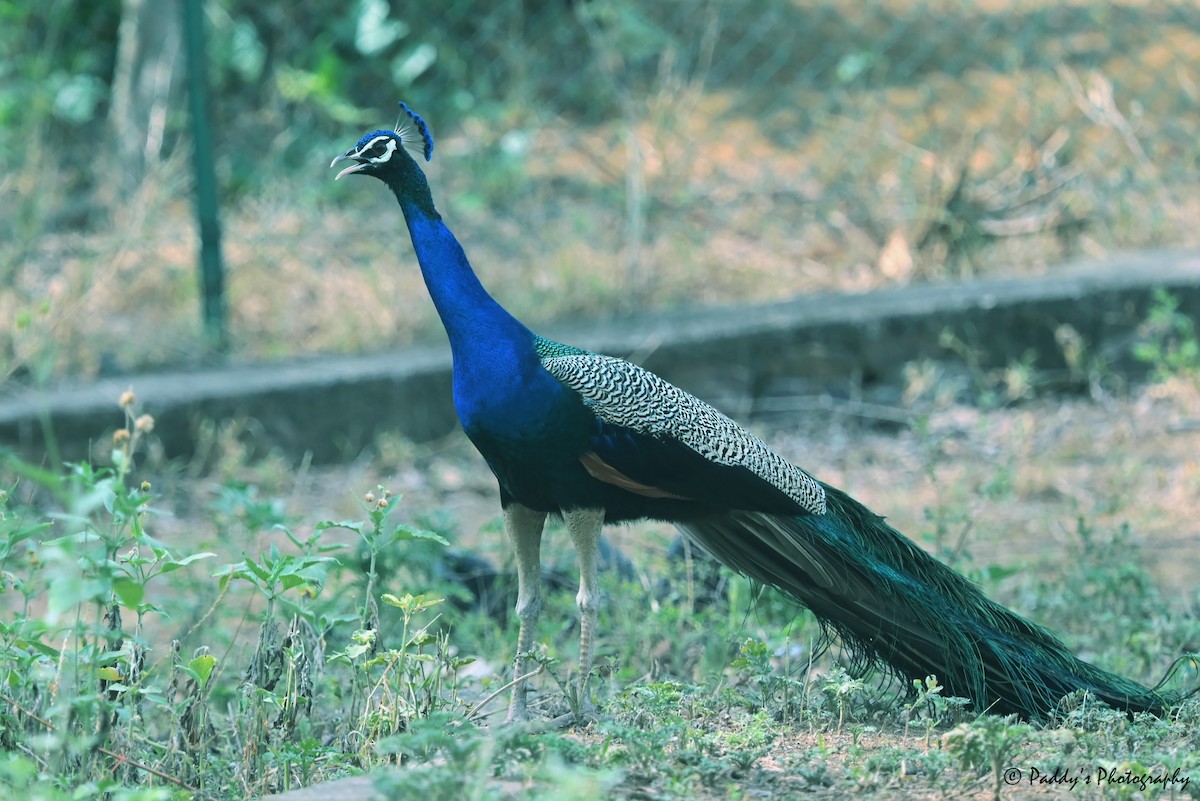 Indian Peafowl - ML578376581