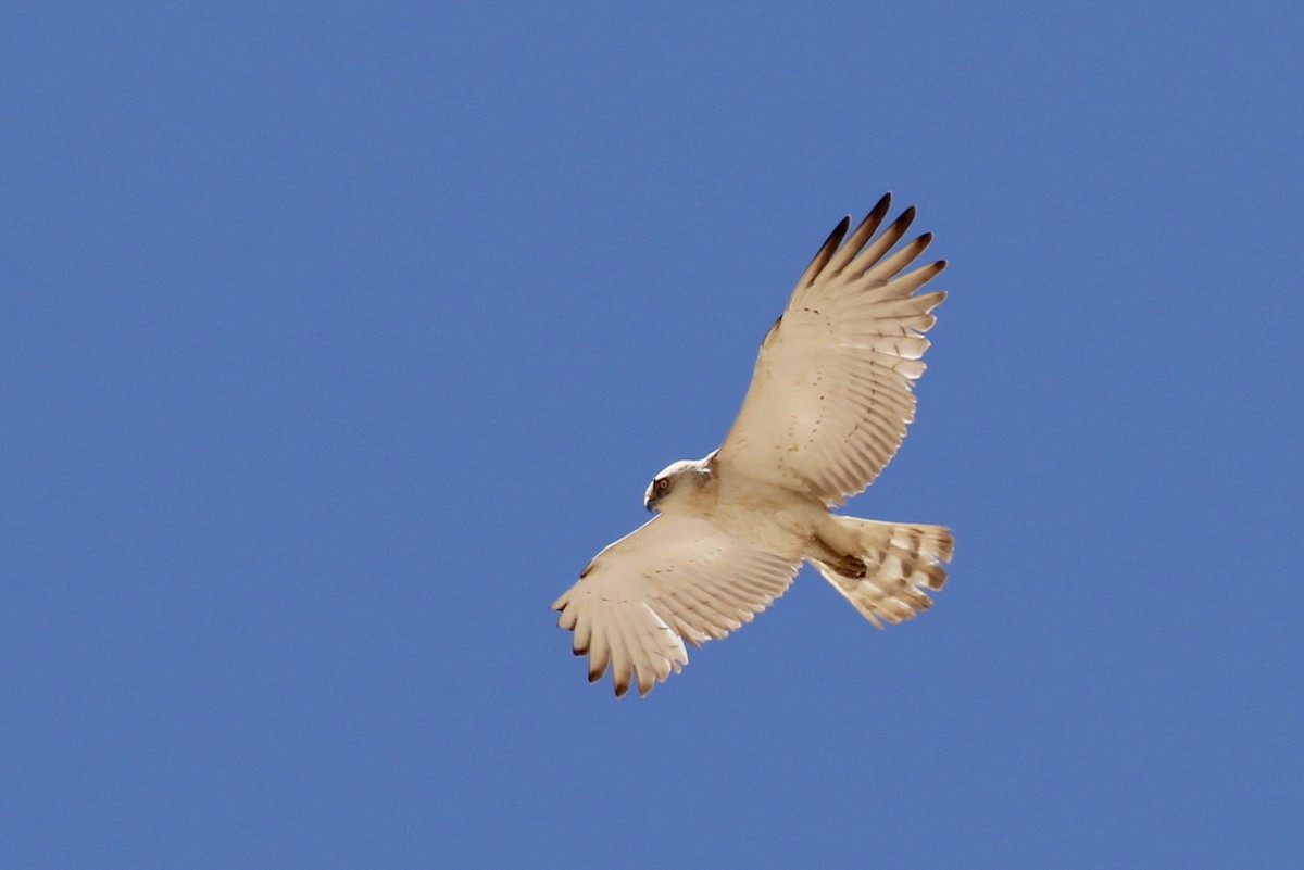 Short-toed Snake-Eagle - ML578377191