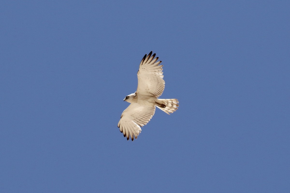 Short-toed Snake-Eagle - ML578377201