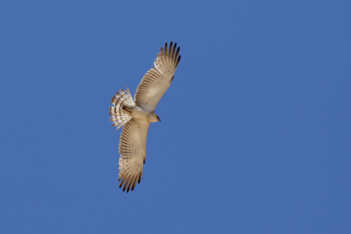 Short-toed Snake-Eagle - ML578377211