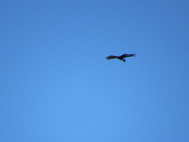 Wedge-tailed Eagle - ML578377391