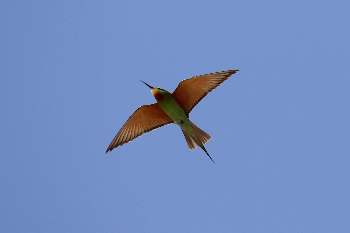 Blue-cheeked Bee-eater - ML578377911